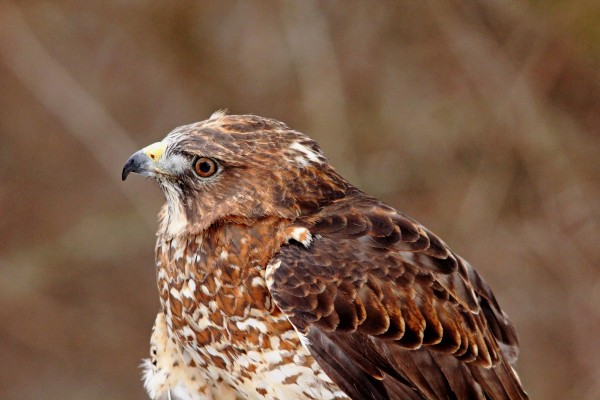 Broad Winged Hawk Profile by Deb Oppermann